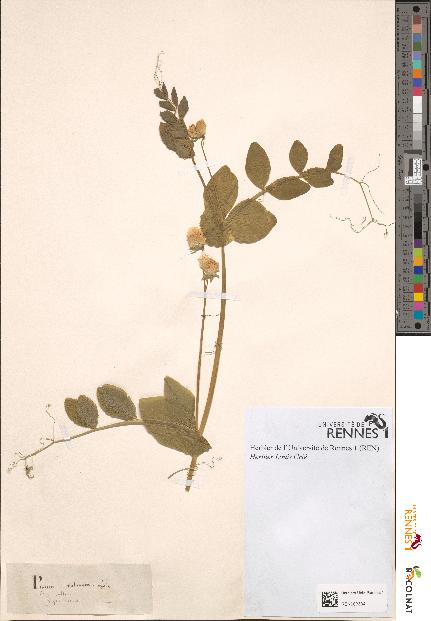 spécimen de Pisum sativum