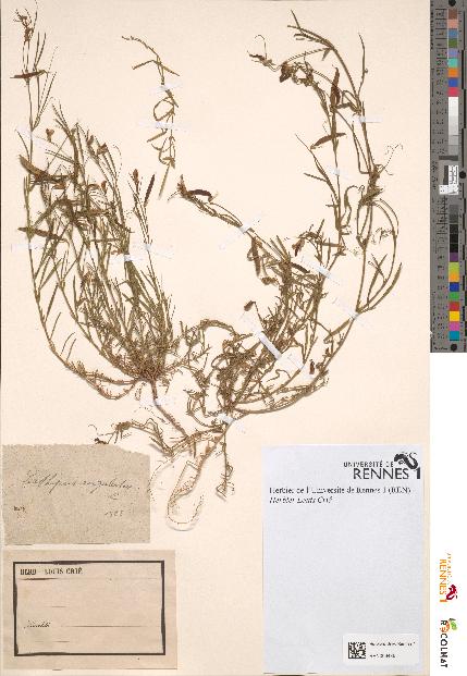 spécimen de Lathyrus angulatus
