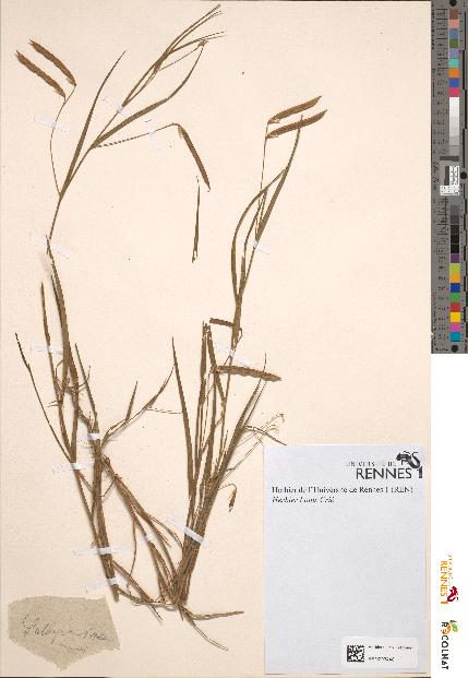 spécimen de Lathyrus nissolia
