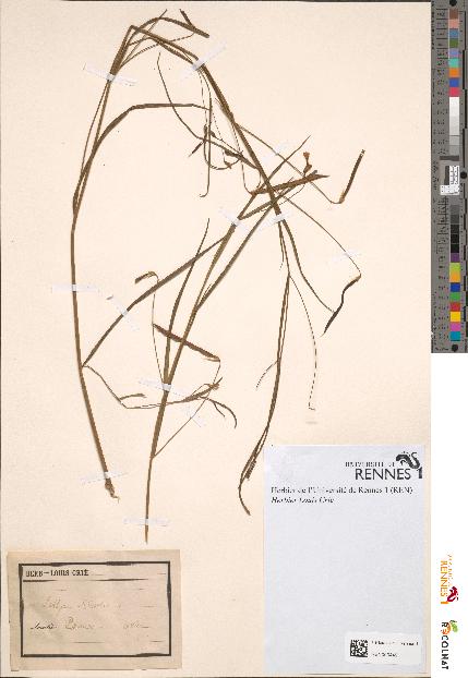 spécimen de Lathyrus nissolia