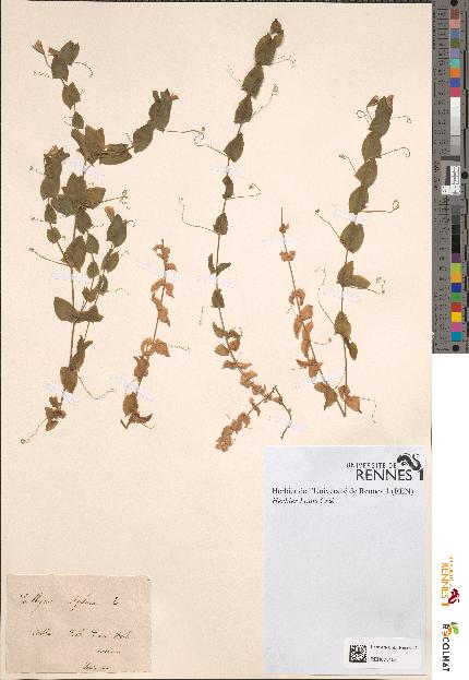 spécimen de Lathyrus aphaca