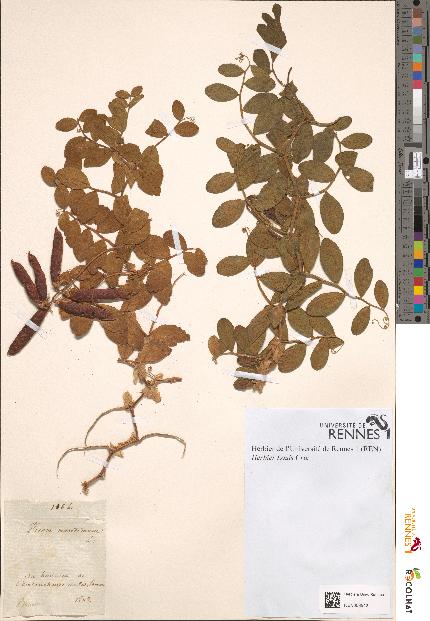 spécimen de Pisum maritimum
