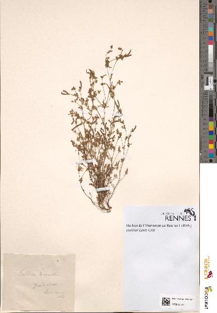 spécimen de Melilotus leucanthus