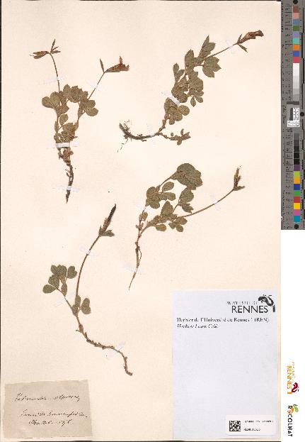 spécimen de Tetragonolobus siliquosus