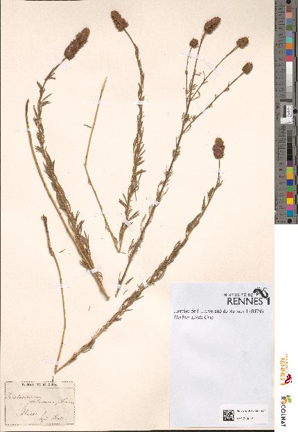 spécimen de Petalostemon violaceum