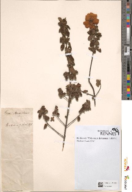 spécimen de Cistus monspeliensis