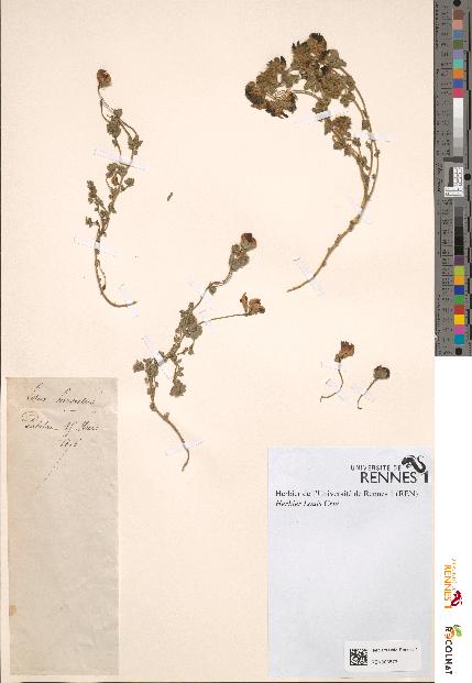spécimen de Lotus hirsutus