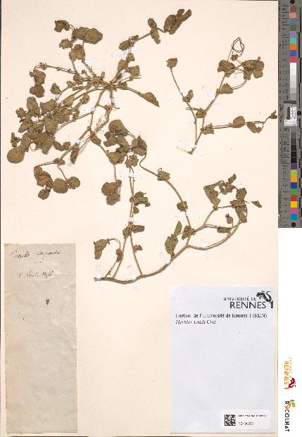 spécimen de Coronilla scorpioides