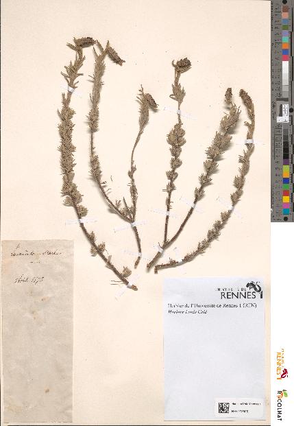 spécimen de Lavandula stoechas