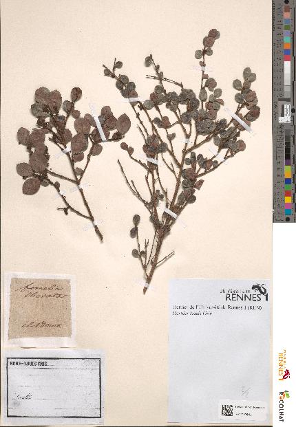 spécimen de Fernelia obovata