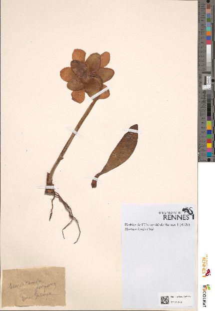spécimen de Sarracenia purpurea