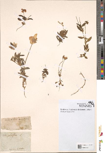 spécimen de Viola grandiflora