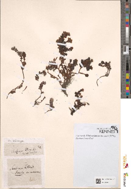 spécimen de Saxifraga biflora