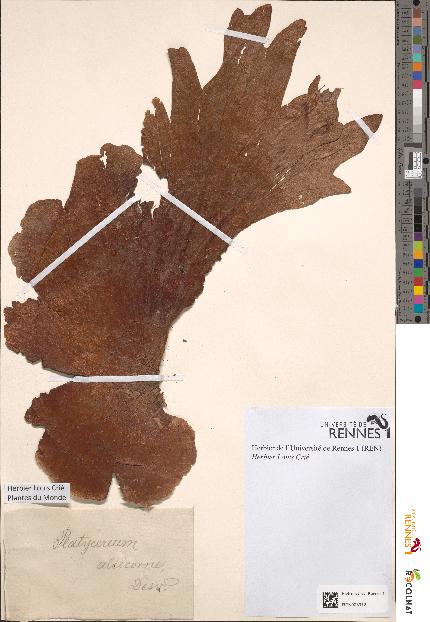 spécimen de Platycerium alcicorne