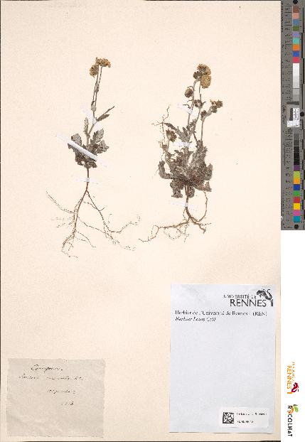 spécimen de Lenceria senecioides