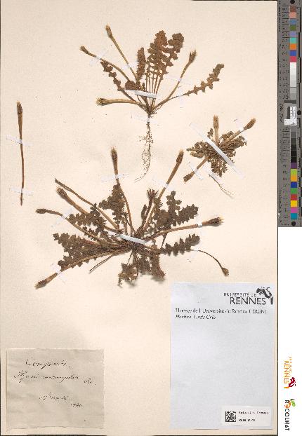 spécimen de Hyoseris microcephala