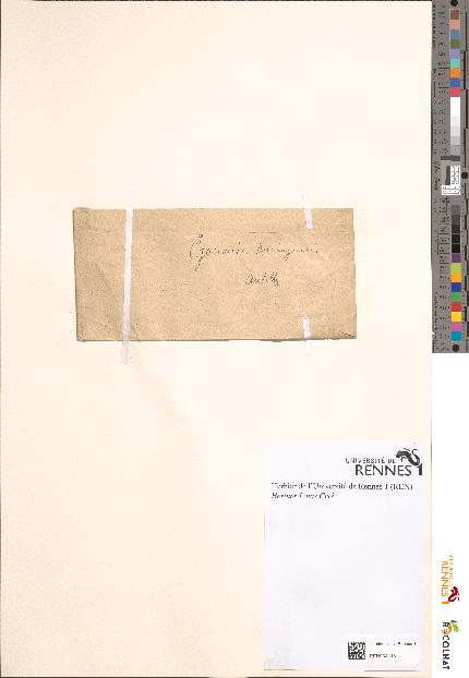 spécimen de Gouania domingensis