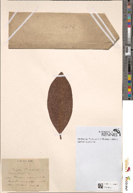 spécimen de Pleiomeris canariensis