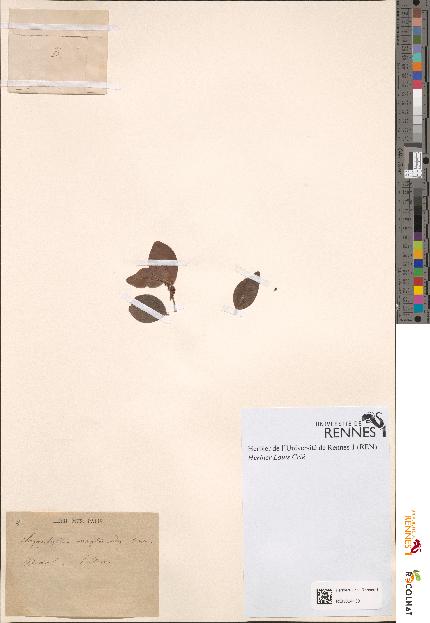 spécimen de Chrysophyllum maytenoides