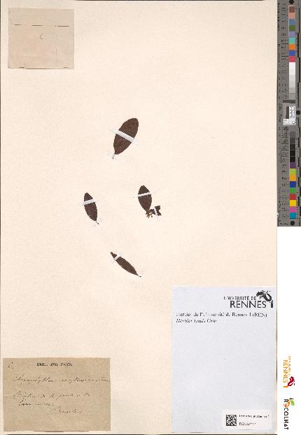 spécimen de Chrysophyllum maytenoides