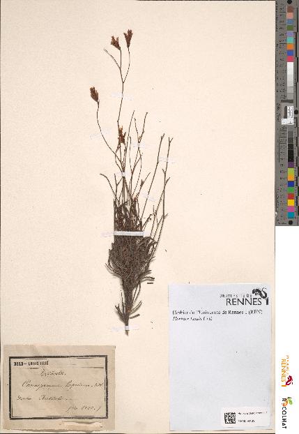 spécimen de Conospermum lupulinum