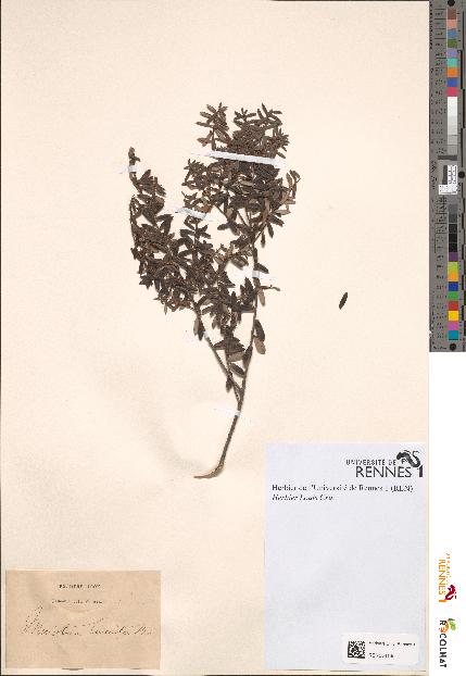 spécimen de Monotoca lineata
