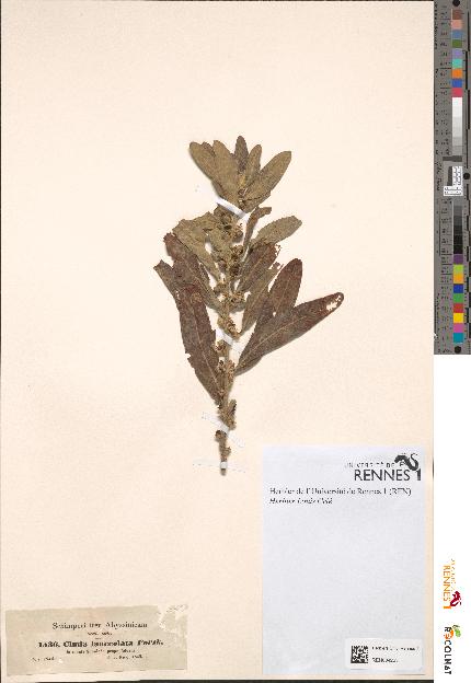 spécimen de Clutia lanceolata