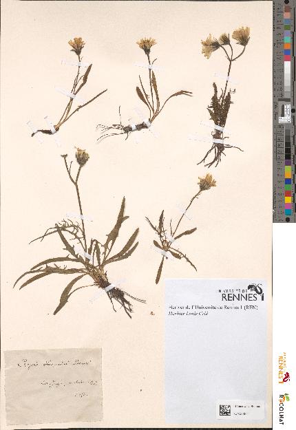spécimen de Crepis jacquinii