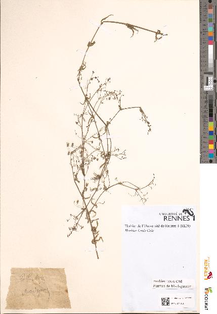 spécimen de Rhodiola sp.