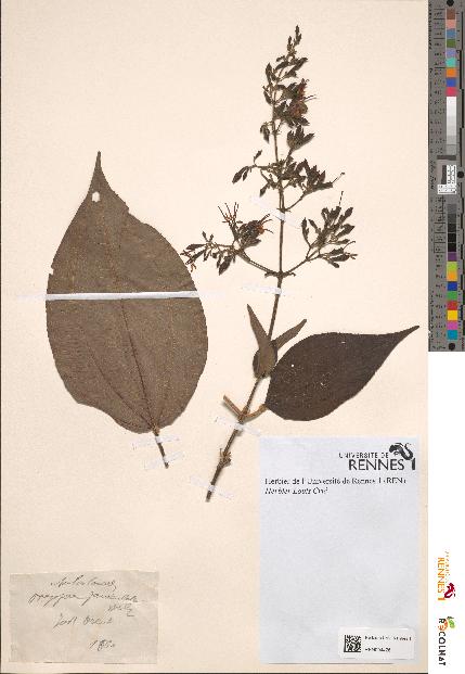 spécimen de Oxyspora paniculata