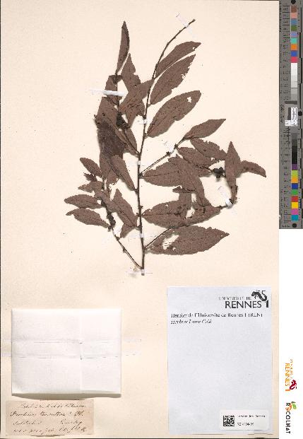 spécimen de Briedelia tomentosa