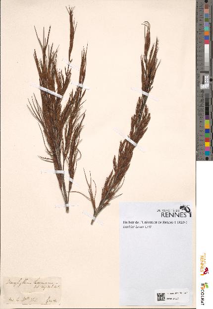 spécimen de Dracophyllum lessonianum