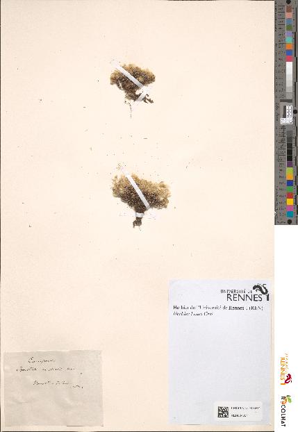 spécimen de Raoulia australis