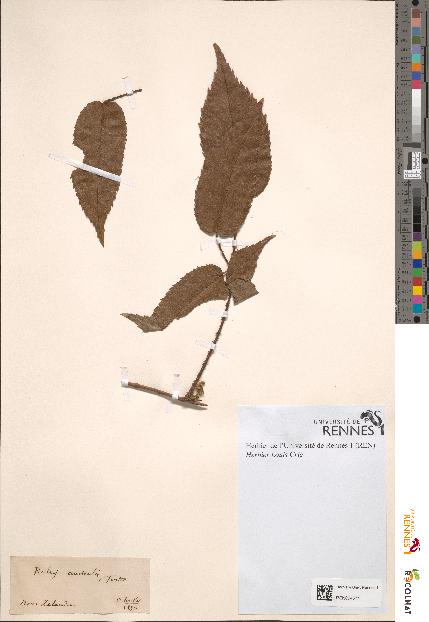 spécimen de Rubus australis