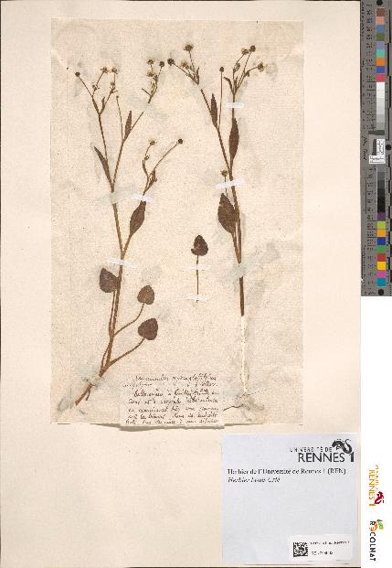 spécimen de Ranunculus ophioglossifolius