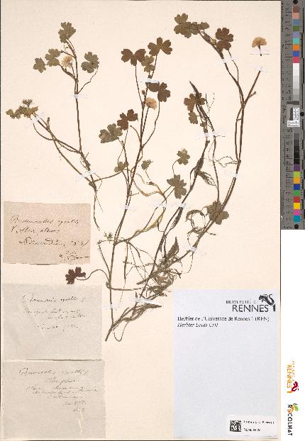 spécimen de Ranunculus aquatilis