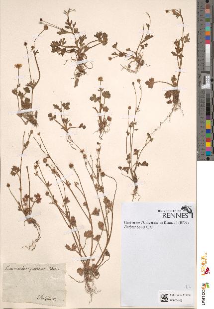 spécimen de Ranunculus pallidior