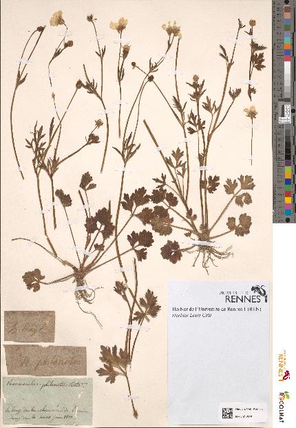 spécimen de Ranunculus philonotis