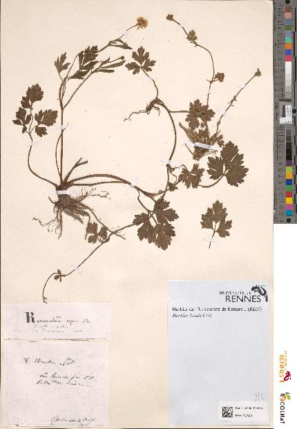 spécimen de Ranunculus repens