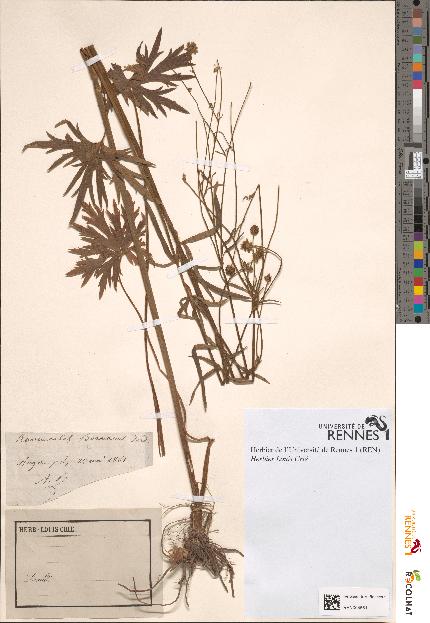 spécimen de Ranunculus boraeanus