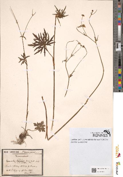 spécimen de Ranunculus acris
