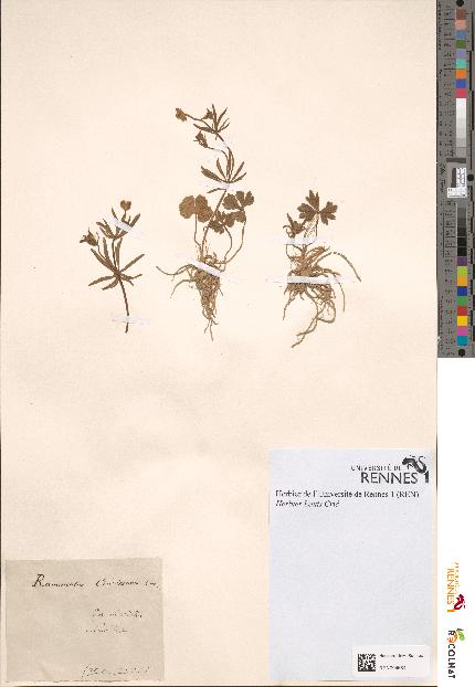 spécimen de Ranunculus auricomus