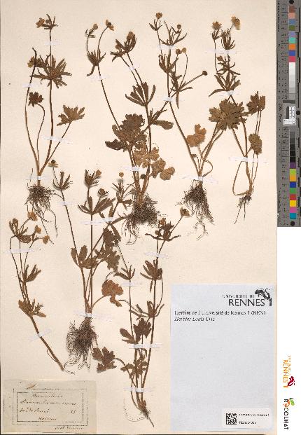 spécimen de Ranunculus auricomus