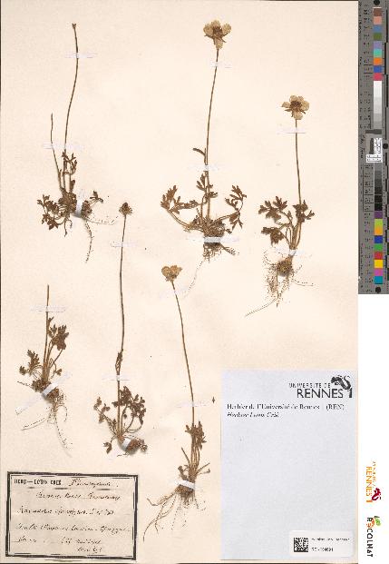 spécimen de Ranunculus chaerophyllos