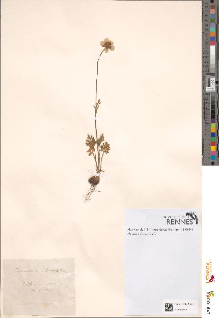 spécimen de Ranunculus chaerophyllos