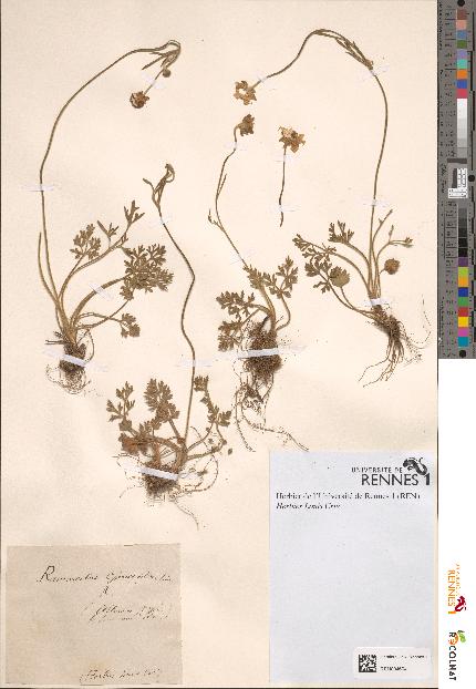 spécimen de Ranunculus chaerophyllos