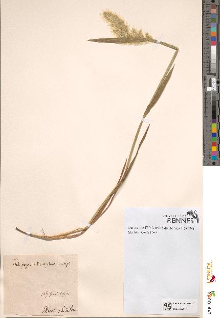 spécimen de Polypogon monspeliensis