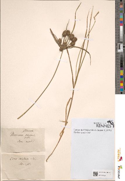 spécimen de Carex cristata