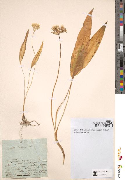 spécimen de Allium ursinum