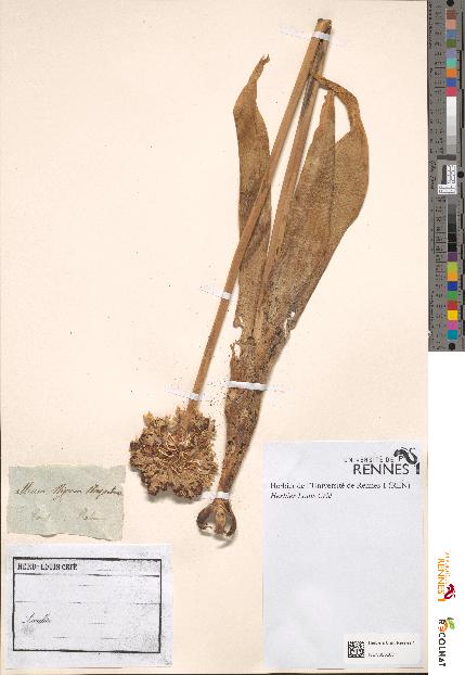 spécimen de Allium nigrum